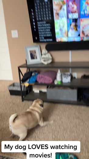 Adorable Pug Enjoying Movie Time | Dog Watching TV