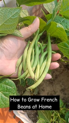How to Grow French Beans at Home | Seed to Harvest 🫛
