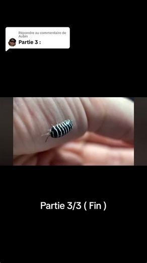 Réponse à @Aubin Partie 3/3 Video Youtube : L’ascencion de ma nouvelle mante de compagnie de Dr Plants Français #CapCut #drplants #nature #terrarium