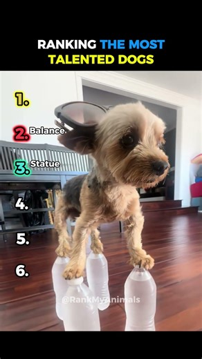 Ranking the most talented dogs 😭☠️