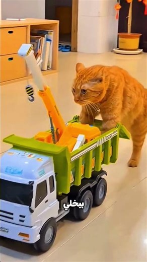 القطة راحت السوق… ورجعت بكل الطلبات! 😱🐱