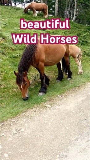 Wild Horse #travel #wildlife #wildanimals #france #spain #camino