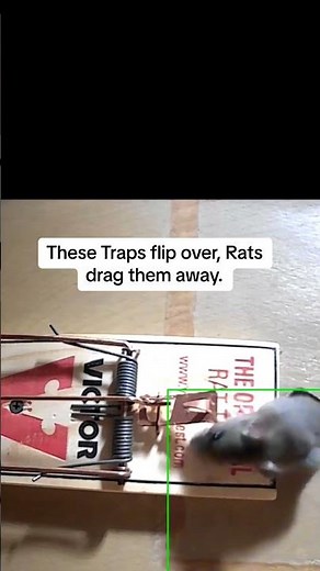 The MOST Effective RAT Trap in the World!
