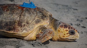 Loggerhead Marinelife Center releases Rocky, a Loggerhead sea turtle, in Juno Beach