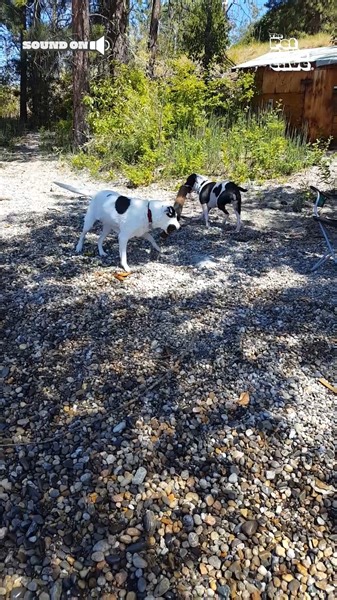 216K views · 1.2K reactions | Dogs versus log - who will win? 蝹樂 | The Pet Collective | Facebook