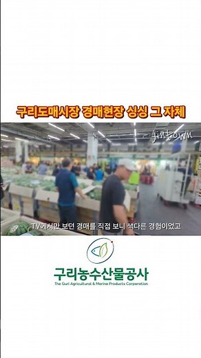 구리농수산물도매시장 수박 경매 현장 직접 보고 왔습니다