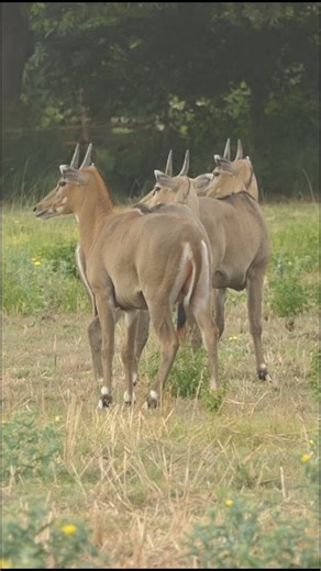 New Nilgai Video #nilgai #wildlife #indiansafari #animals #jungleinside #nature #deer