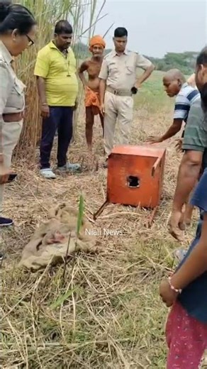 ବିଲରୁ ମିଳିଲା ଦାନ ବାକ୍ସ | Shorts | Odisha | Niali News