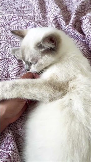 Cutest cats in the world #love #care #cat #emotional #subscribe #entertained