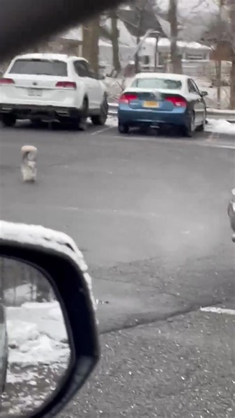 18K views · 294 reactions | Please note: This is not Nola, and local Animal Control has been contacted. (Carol-Admin) Dog SIGHTED running loose in KINGSTON, NY. Please share this, thank you. (Carol-Admin) Hi! This small dog was seen at Edson Elementary school in Kingston at 8:30 am on 1/30/24. No owners in parking lot to claim him…he appears to be lost and wondering. | Lost Pets of The Hudson Valley | Facebook