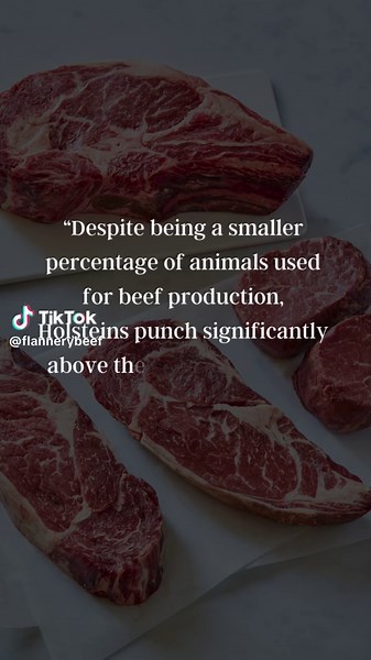 Holstein Cattle: A hidden gem in the beef industry! Find oit why in our new blog, linked in bio! #FlanneryBeef #holstein #cattle #dryaging
