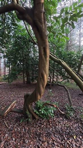 Certain trees with unique shapes, in a forest