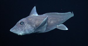 Các nhà khoa học gọi đây là "cá mập ma", nó có gì đặc biệt?