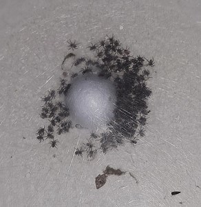 They have hatched. ❤️ | Marianna Gordon