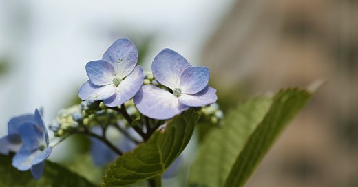 PyTorchでVGGを実装する