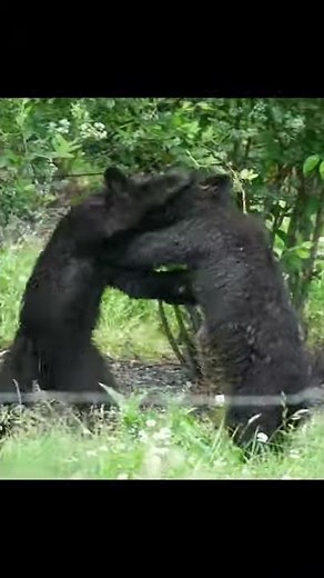 Young bear cubs wrestling in the wild #shorts #youtubeshorts