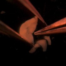 Video: Culturing In Vivo-like Murine Astrocytes Using the Fast, Simple, and Inexpensive AWESAM Protocol