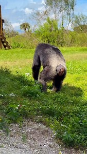 Grace is excited it’s dinner time! #chimpanzee #dinner #savethechimps | Save the Chimps, Inc.