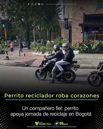 ♻️🐾 Lo mas hermoso que veras hoy: perrito ayuda a recoger cartón a su amo y conmueve