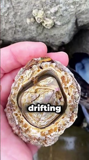 Save Sea Turtle Lives