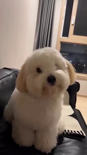 So Cute #westies #westiesofinstagram #westiepuppy #westielife #westiemoments #westielove | Moments with Westie