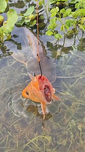 Catfish Go Crazy for This Bait! | Catch Fish With ET