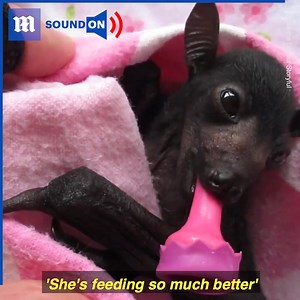 I wish my hiccups were this cute! 🦇 😍 via storyful | Daily Mail Video
