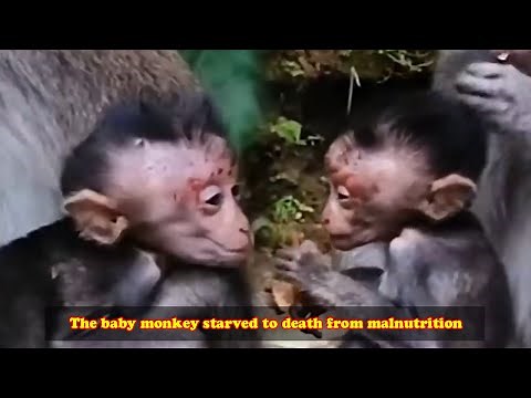 The baby monkey starved to death from malnutrition. Mother monkeys don't care about baby