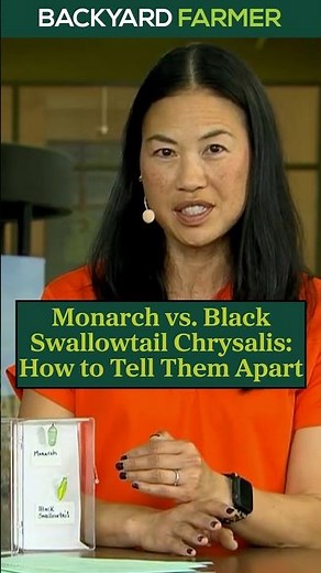 Monarch vs. Black Swallowtail Chrysalis: How to Tell Them Apart
