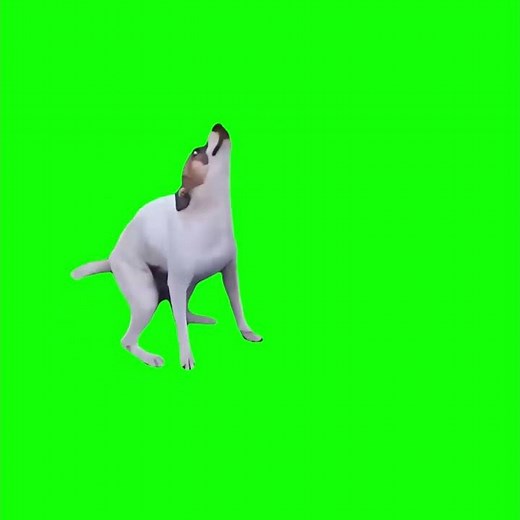 Dance Till You're Dead - Brazilian Dog Dancing - Green Screen