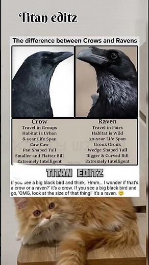 Big black bird identification guide