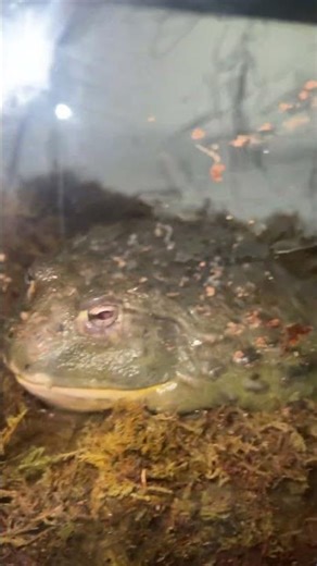 Just finished his enclosure ￼African pixie frog