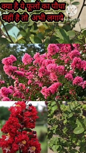 🌼🌼🌸very beautiful flower in India💖🌻 #furush#plans#lagerstroemia#garmi ke flower #summer#uniqe flower