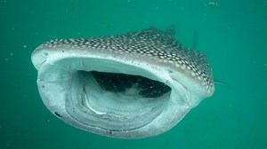 How artificial intelligence is changing wildlife research