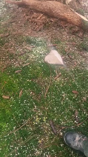 Tibor Kertesz pe TikTok