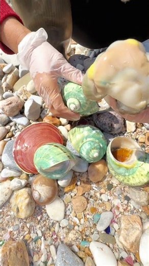 Sea Agate and Sea Crystal: Finding Hidden Treasures on the Shore and rare pearl