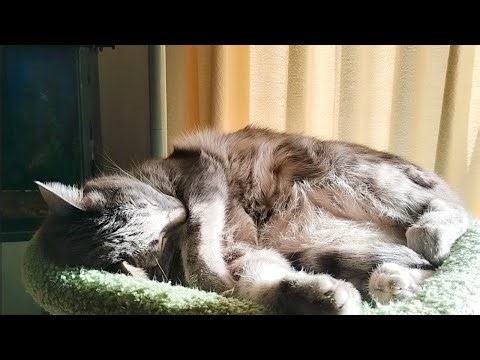 Cat's Afternoon Slumber