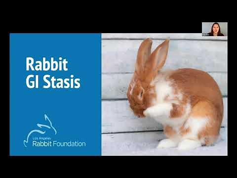 GI Stasis: What Every Rabbit Caretaker Needs to Know