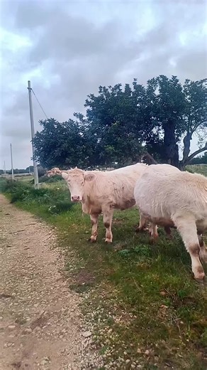 Discover Charolais Cattle Breeding Techniques