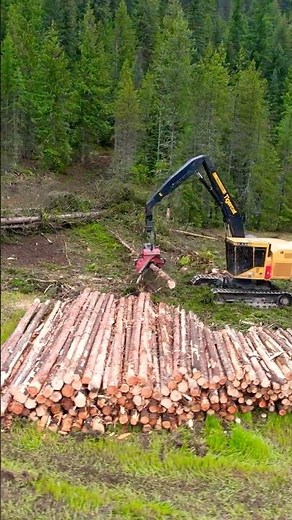 Processor Working | Logging Timber