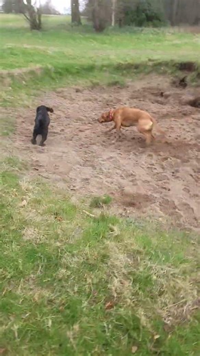 playing in the sand #dogsofyoutube #doggielife