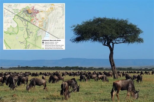 Kenya’s wildebeest annual migration dramatically declines by 90% due to fences
