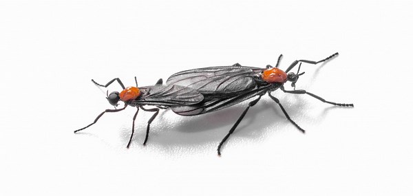 Peak season: How do you get rid of love bugs fast?