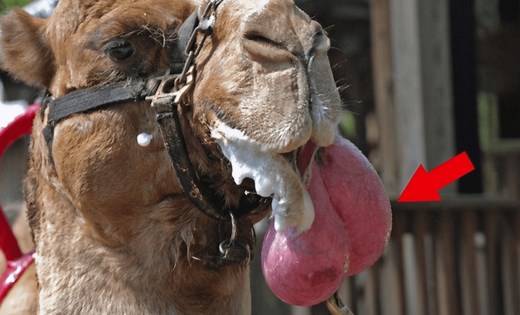 False. This is not a video of a camel spitting out its tongue to cool it down! - Dubawa Ghana