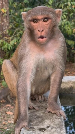 How the monkey scared me when I came near this forest 🤣🐒😱 #monkey #shorts