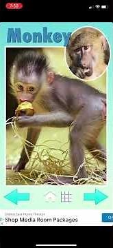 Baby Animals by Zoola