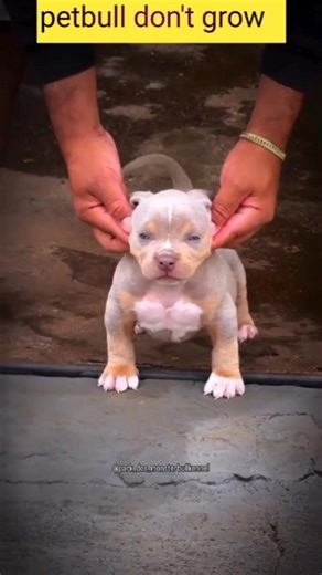 Petbull don't grow 🤫 #shorts #gorillas #trending