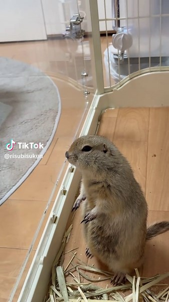 ボーとビスくん🙄#ペット #リス #bisukun #リチャードソンジリス #squirrel