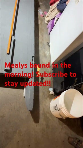 Mealy mountains Labrador in the morning hit that button!! #mealymountain #viral #foryou