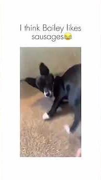 Ultimate Dog Madness: Insane Moments Part 3! #shorts